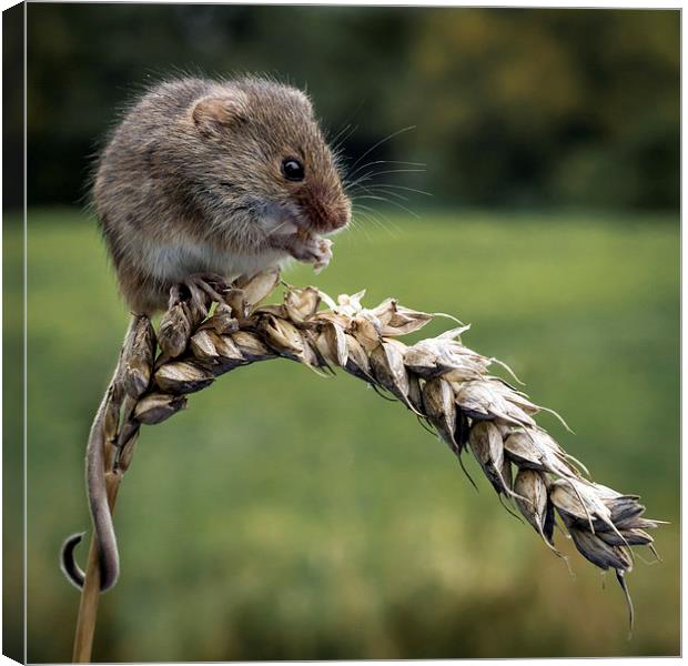  Harvest mouse Canvas Print by Alan Tunnicliffe