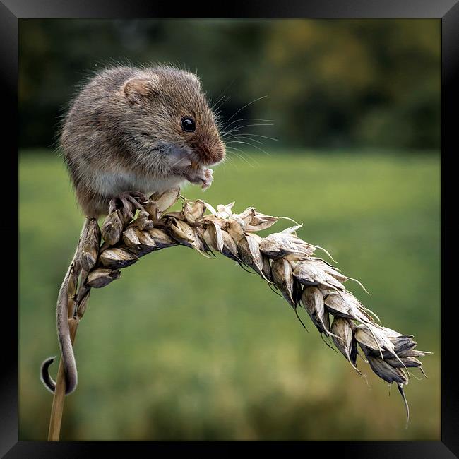  Harvest mouse Framed Print by Alan Tunnicliffe