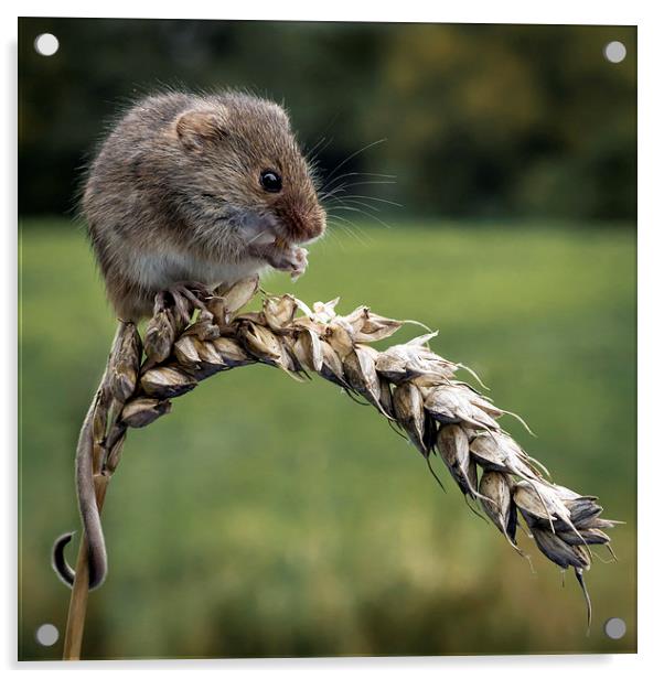  Harvest mouse Acrylic by Alan Tunnicliffe