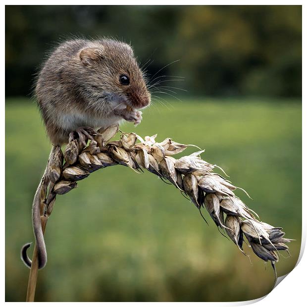  Harvest mouse Print by Alan Tunnicliffe