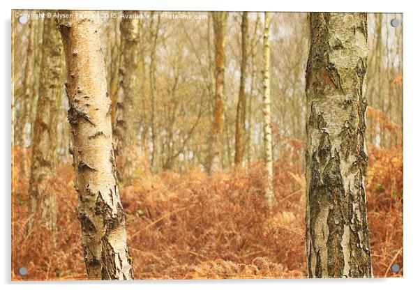 Winter Silver Birch Trees Acrylic by Alyson Fennell