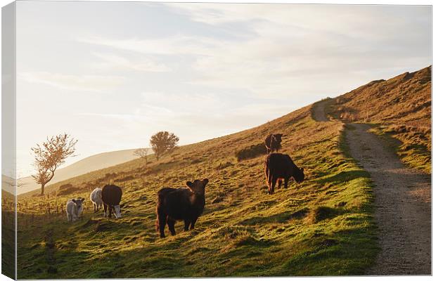 Cattle grazing on mountainside. Derbyshire, UK. Canvas Print by Liam Grant