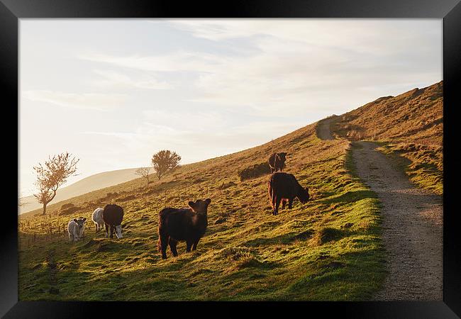 Cattle grazing on mountainside. Derbyshire, UK. Framed Print by Liam Grant
