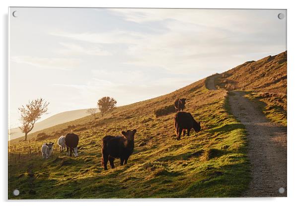 Cattle grazing on mountainside. Derbyshire, UK. Acrylic by Liam Grant