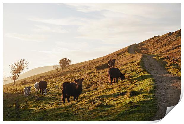 Cattle grazing on mountainside. Derbyshire, UK. Print by Liam Grant