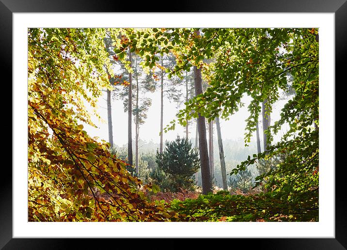 Pine trees viewed through autumnal Beech tree leav Framed Mounted Print by Liam Grant
