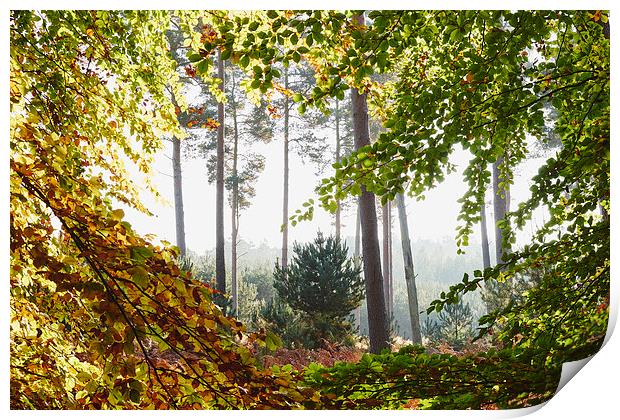 Pine trees viewed through autumnal Beech tree leav Print by Liam Grant