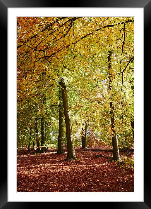 Autumnal beech trees in a natural woodland. Norfol Framed Mounted Print by Liam Grant