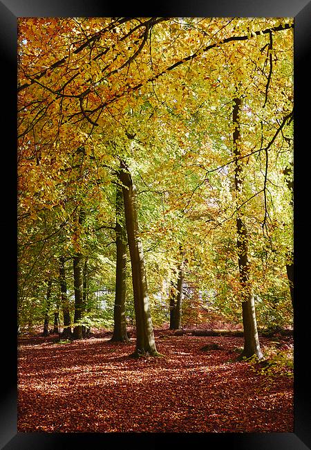 Autumnal beech trees in a natural woodland. Norfol Framed Print by Liam Grant