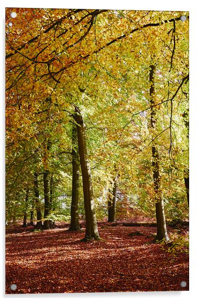 Autumnal beech trees in a natural woodland. Norfol Acrylic by Liam Grant