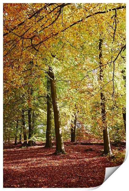 Autumnal beech trees in a natural woodland. Norfol Print by Liam Grant