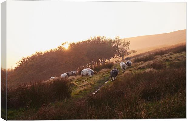 Sheep grazing on hillside at sunset. Derbyshire, U Canvas Print by Liam Grant