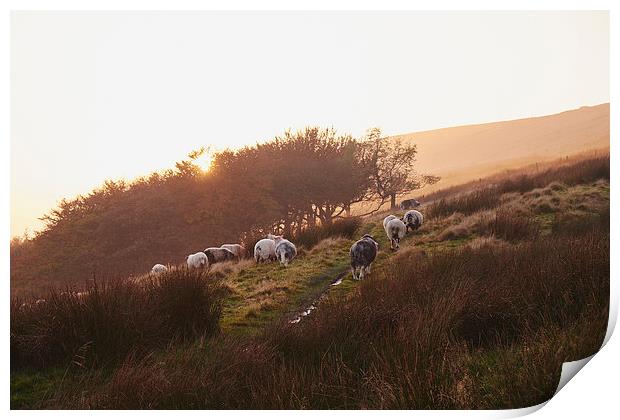 Sheep grazing on hillside at sunset. Derbyshire, U Print by Liam Grant