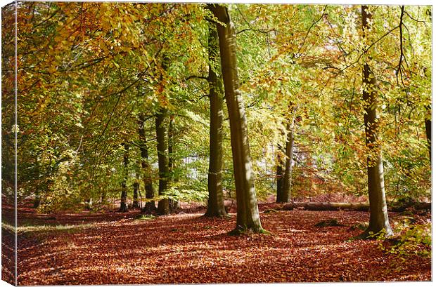 Autumnal beech trees in a natural woodland. Norfol Canvas Print by Liam Grant
