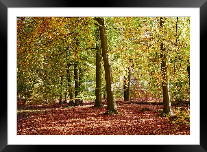 Autumnal beech trees in a natural woodland. Norfol Framed Mounted Print by Liam Grant