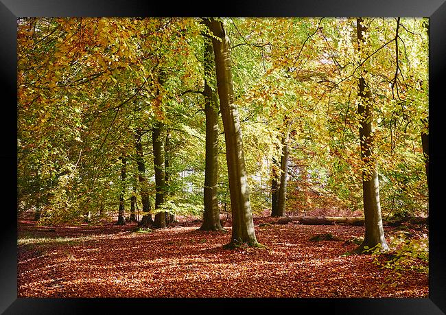 Autumnal beech trees in a natural woodland. Norfol Framed Print by Liam Grant