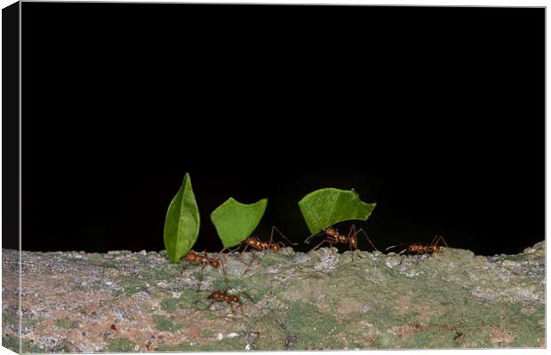 Leaf cutter ants  Canvas Print by chris smith
