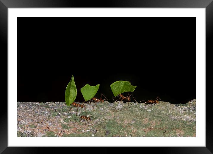 Leaf cutter ants  Framed Mounted Print by chris smith