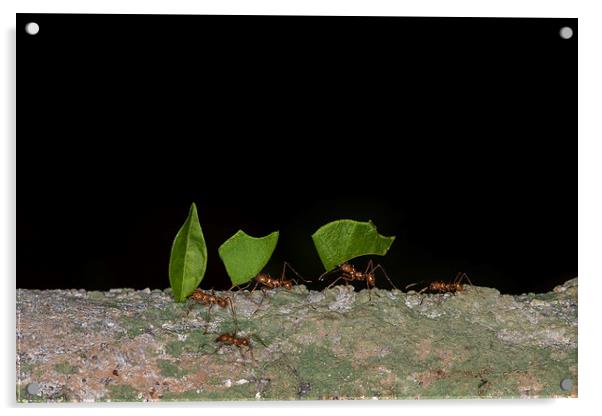 Leaf cutter ants  Acrylic by chris smith