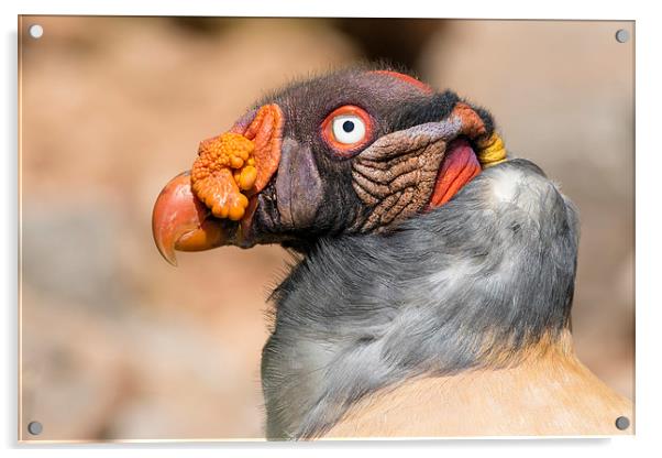 King vulture (Sarcoramphus papa). Acrylic by chris smith