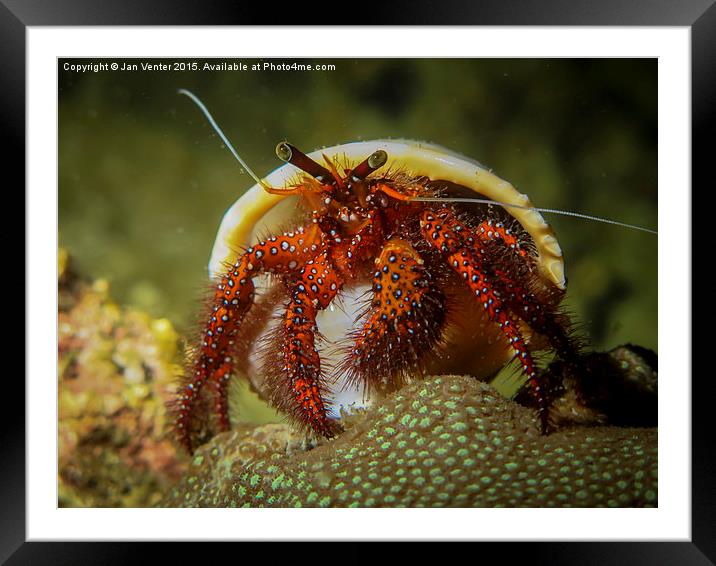 Hermit Crab Framed Mounted Print by Jan Venter
