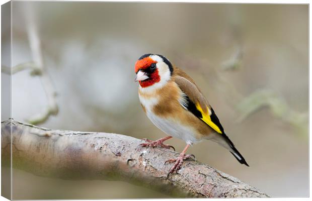 Goldfinch (Carduelis-carduelis)  Canvas Print by chris smith