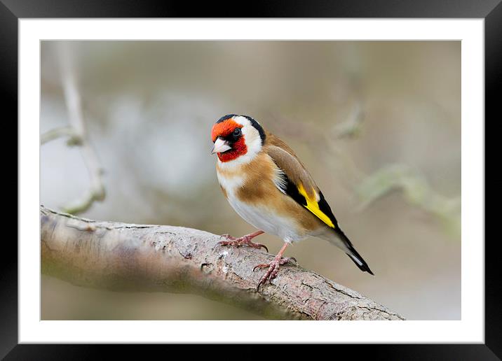 Goldfinch (Carduelis-carduelis)  Framed Mounted Print by chris smith
