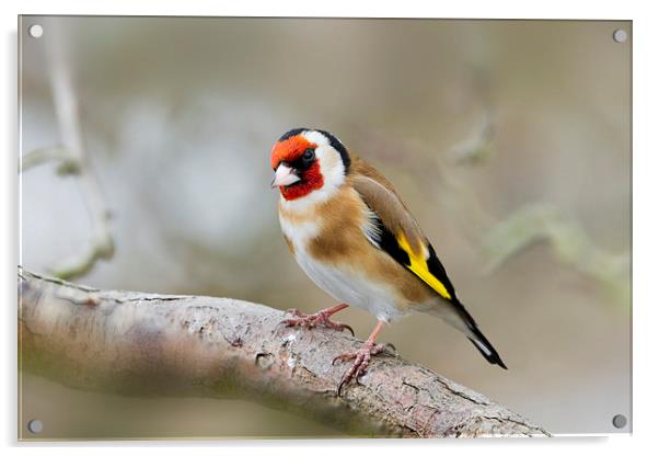 Goldfinch (Carduelis-carduelis)  Acrylic by chris smith