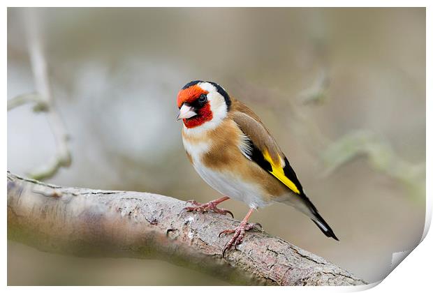 Goldfinch (Carduelis-carduelis)  Print by chris smith