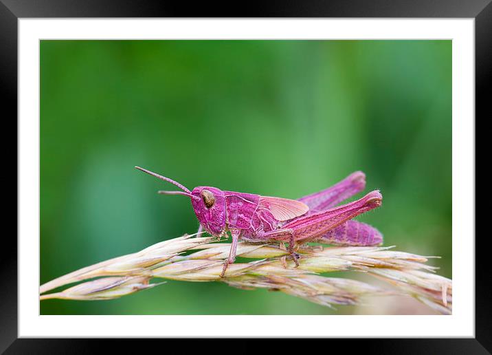 Pink Grasshopper.  Framed Mounted Print by chris smith