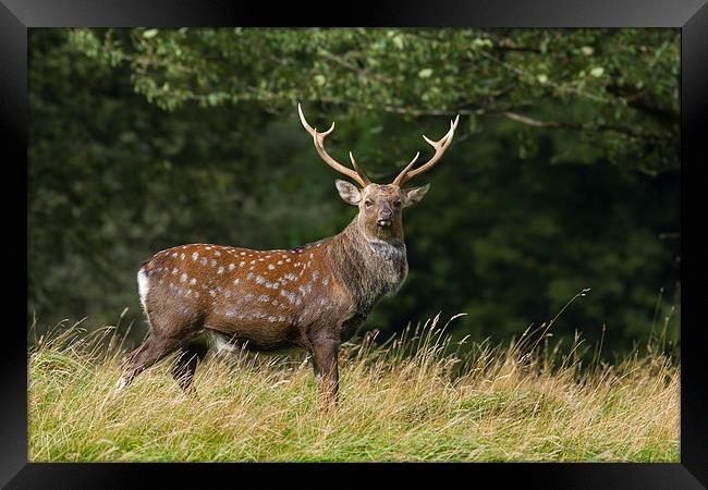 Sika Deer  (Cervus nippon)   Framed Print by chris smith