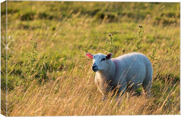 Sheep in sunset light  Canvas Print by chris smith