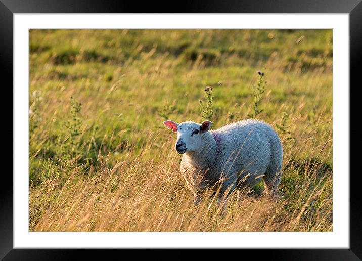 Sheep in sunset light  Framed Mounted Print by chris smith
