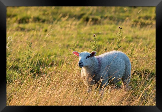 Sheep in sunset light  Framed Print by chris smith