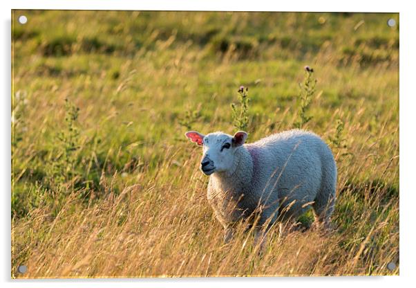 Sheep in sunset light  Acrylic by chris smith
