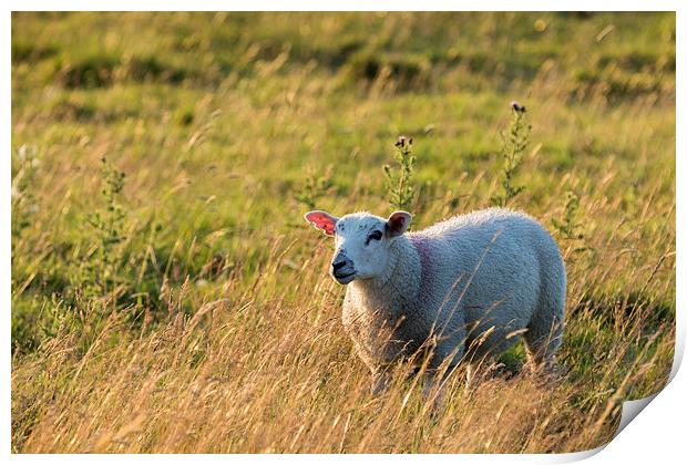 Sheep in sunset light  Print by chris smith