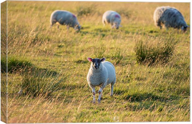 Sheep in sunset light. Canvas Print by chris smith