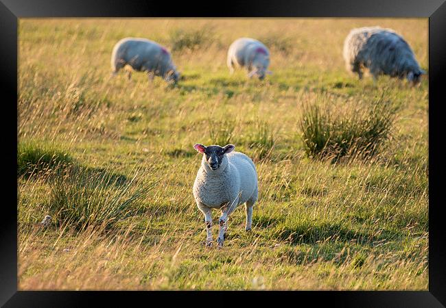 Sheep in sunset light. Framed Print by chris smith