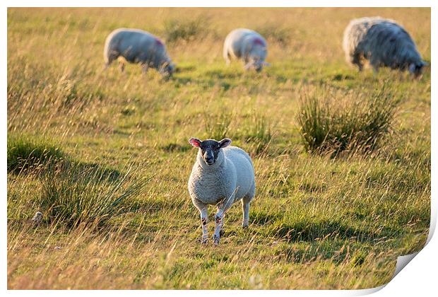Sheep in sunset light. Print by chris smith