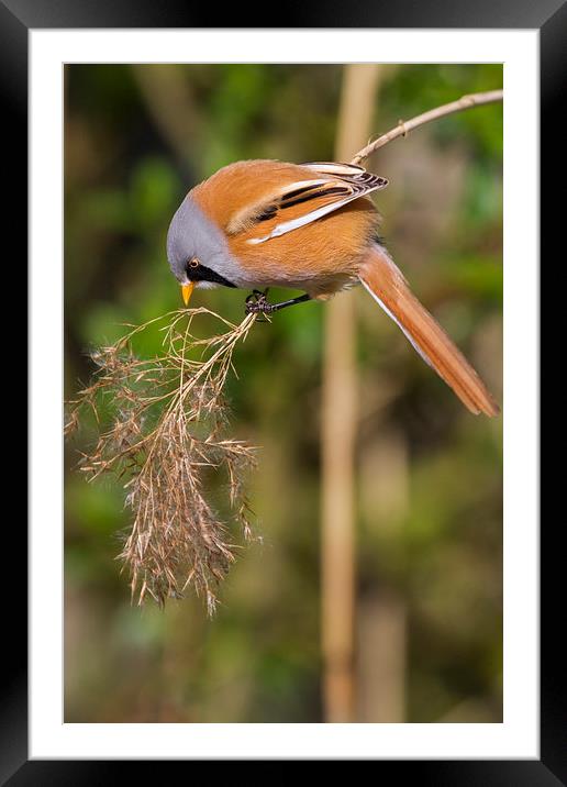 Bearded Tit ( Panurus biarmicus )  Framed Mounted Print by chris smith
