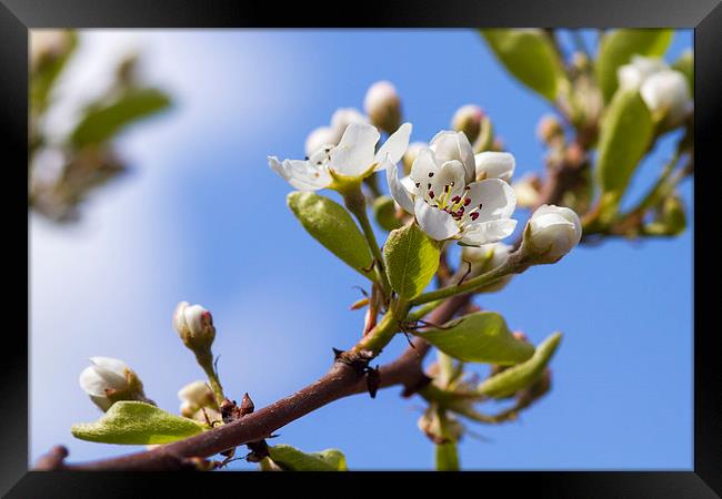 Pear Blossom  Framed Print by chris smith