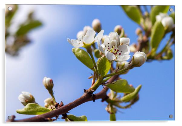 Pear Blossom  Acrylic by chris smith