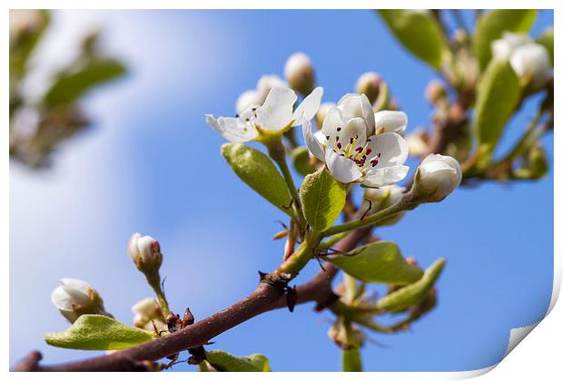Pear Blossom  Print by chris smith