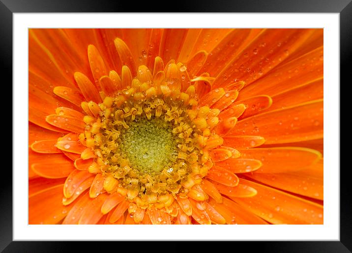 Gerbera  Framed Mounted Print by chris smith