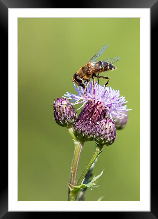 Bee on a thistle   Framed Mounted Print by chris smith