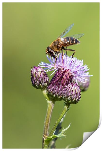 Bee on a thistle   Print by chris smith