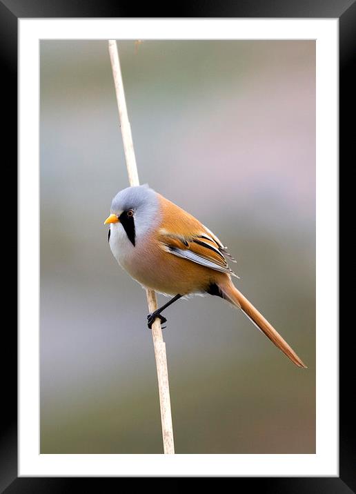 Bearded Tit ( Panurus biarmicus )  Framed Mounted Print by chris smith