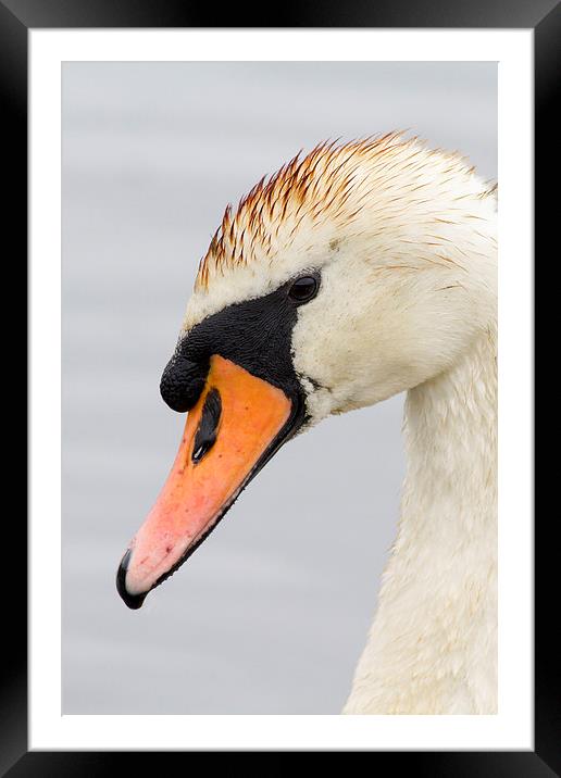 Swan  Framed Mounted Print by chris smith