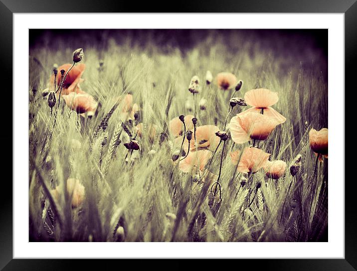 Poppy Framed Mounted Print by chris smith