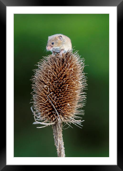 Harvest mouse  Framed Mounted Print by chris smith